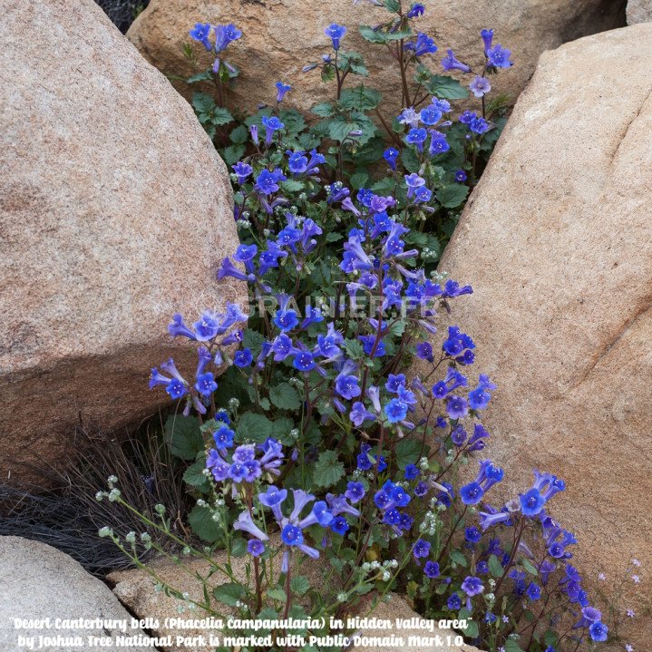 Phacelia campanularia, Bluebell Phacelia, Desert Canterbury Bells image